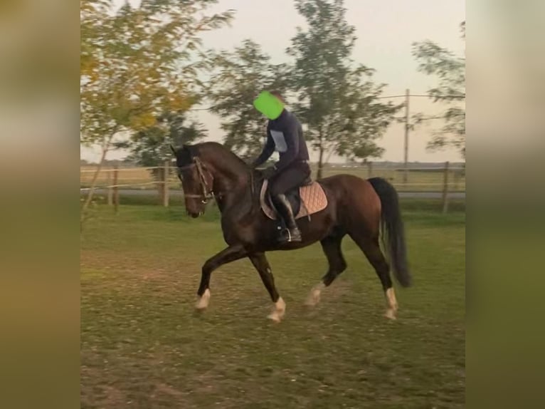 Tuigpaard Ruin 10 Jaar 165 cm Roodbruin in Tass