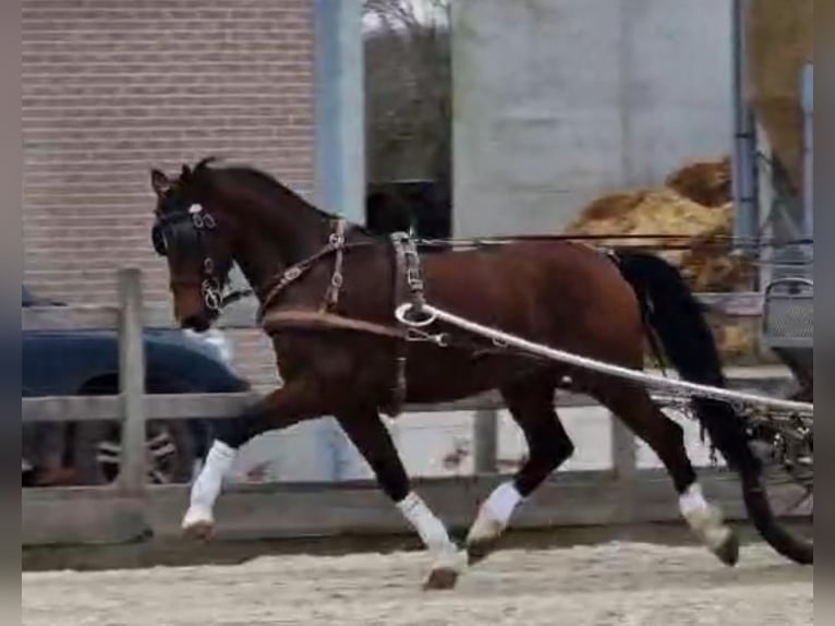 Tuigpaard Ruin 10 Jaar 166 cm Roodbruin in Tass