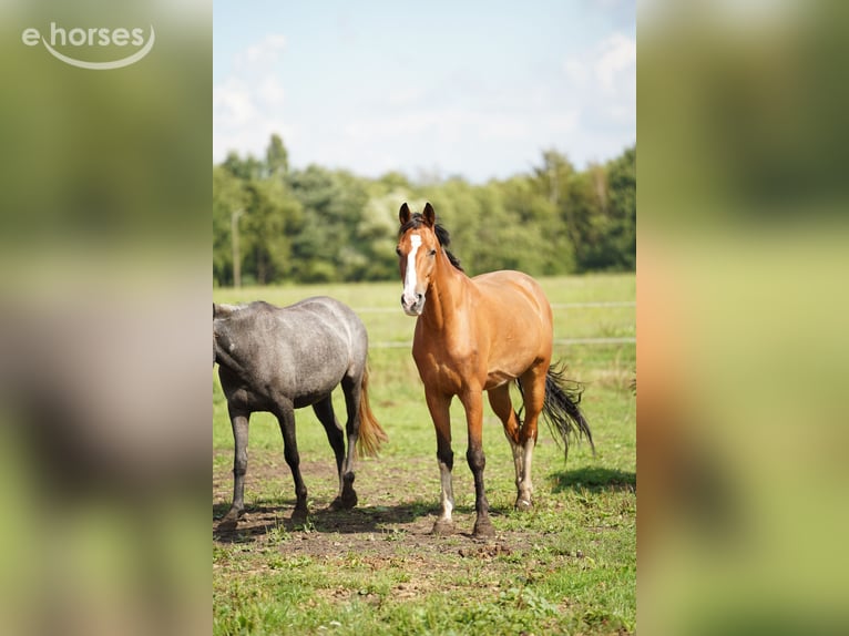 Tuigpaard Ruin 14 Jaar 166 cm Bruin in Zutendaal