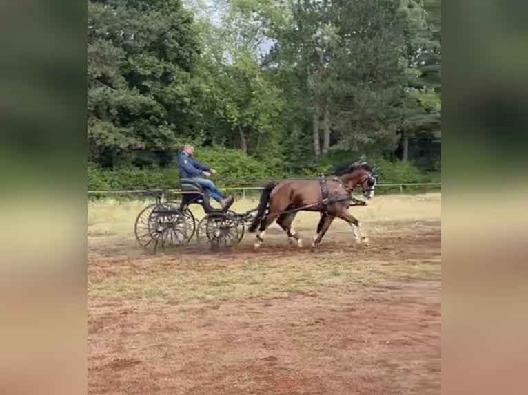 Tuigpaard Ruin 14 Jaar 168 cm Bruin in Zutendaal