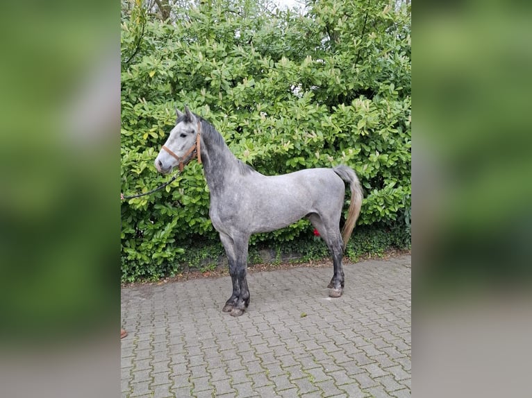 Tuigpaard Mix Ruin 3 Jaar 170 cm Blauwschimmel in Enschede