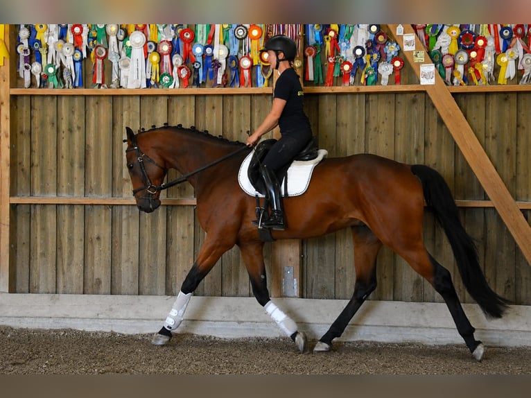 Tuigpaard Ruin 4 Jaar 172 cm Bruin in Prague