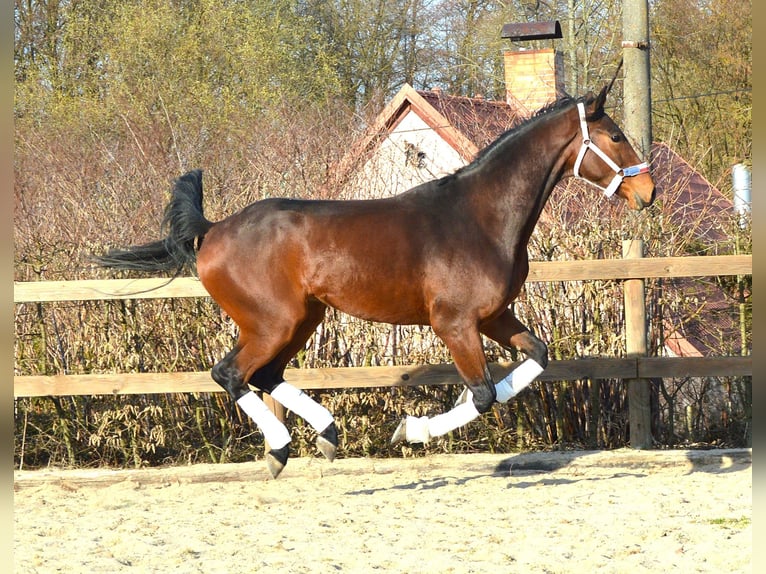 Tuigpaard Ruin 4 Jaar 172 cm Bruin in Prague