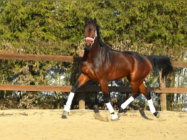 Tuigpaard Ruin 4 Jaar 172 cm Bruin in Prague