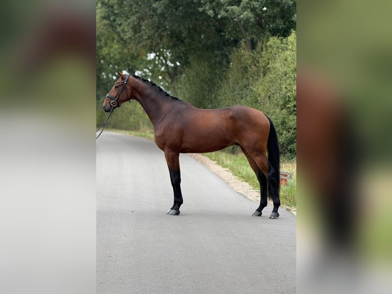 Tuigpaard Ruin 4 Jaar 172 cm Bruin in Prague