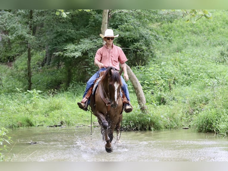 Tuigpaard Ruin 7 Jaar 163 cm Donkere-vos in BROOKSVILLE, KY