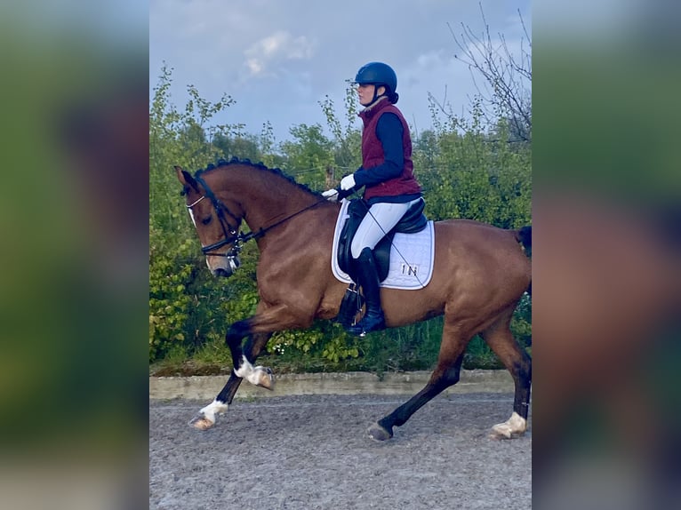 Tuigpaard Stute 10 Jahre 158 cm Brauner in 3862vn