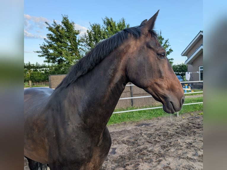 Tuigpaard Stute 17 Jahre 161 cm Brauner in Voorhout