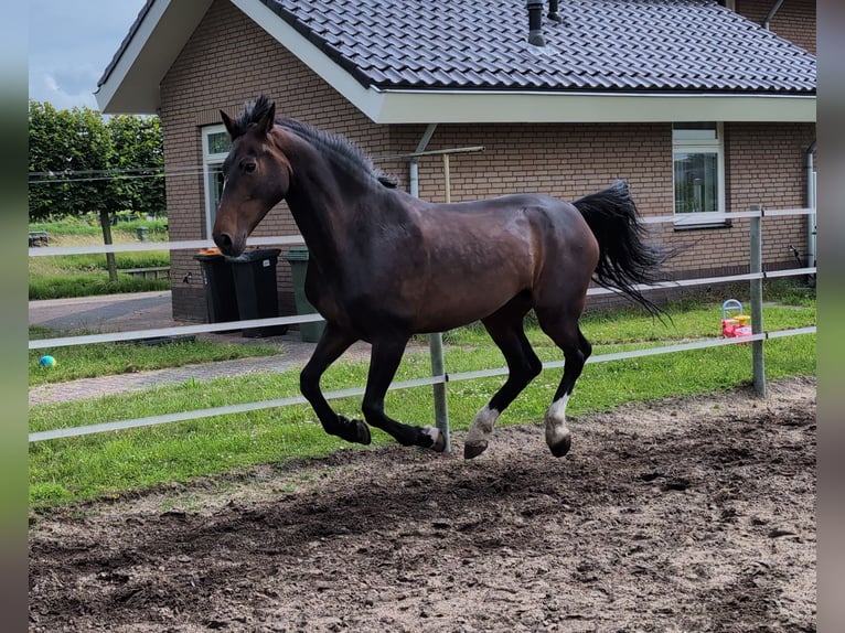 Tuigpaard Stute 17 Jahre 161 cm Brauner in Voorhout