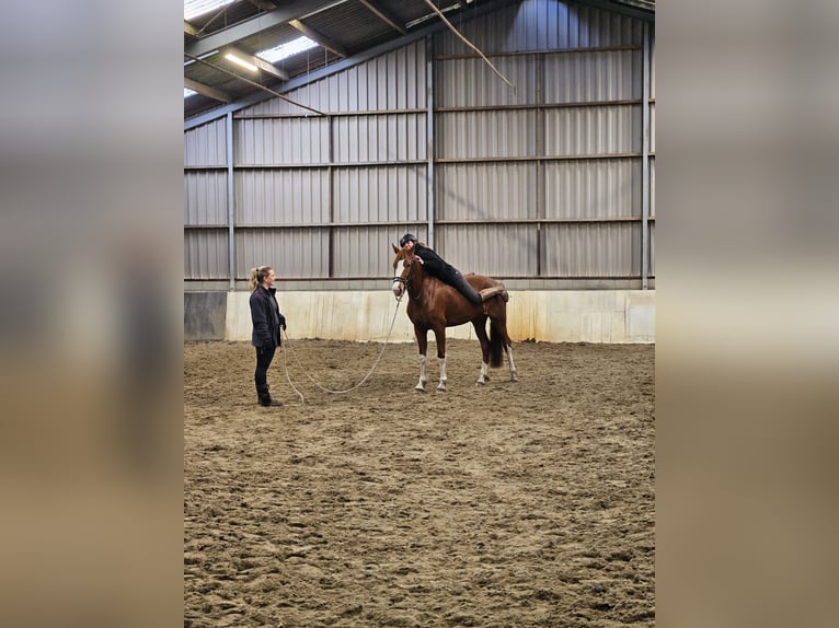 Tuigpaard Stute 4 Jahre 156 cm Fuchs in Wanroij
