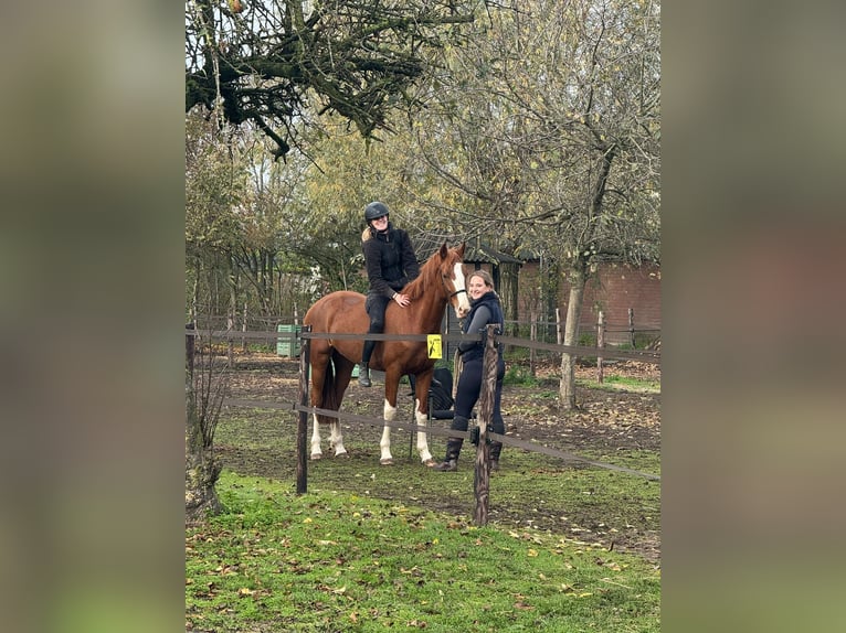 Tuigpaard Stute 4 Jahre 156 cm Fuchs in Wanroij