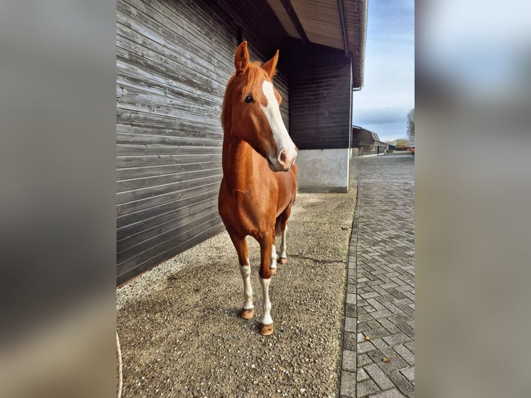 Tuigpaard Stute 4 Jahre 156 cm Fuchs in Wanroij