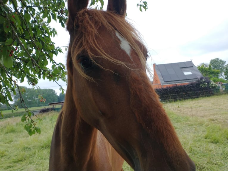 Tuigpaard Mix Stute 4 Jahre 169 cm Rotfuchs in Londerzeel