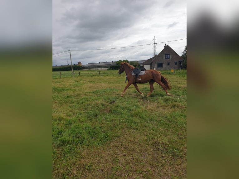 Tuigpaard Mix Stute 4 Jahre 169 cm Rotfuchs in Londerzeel