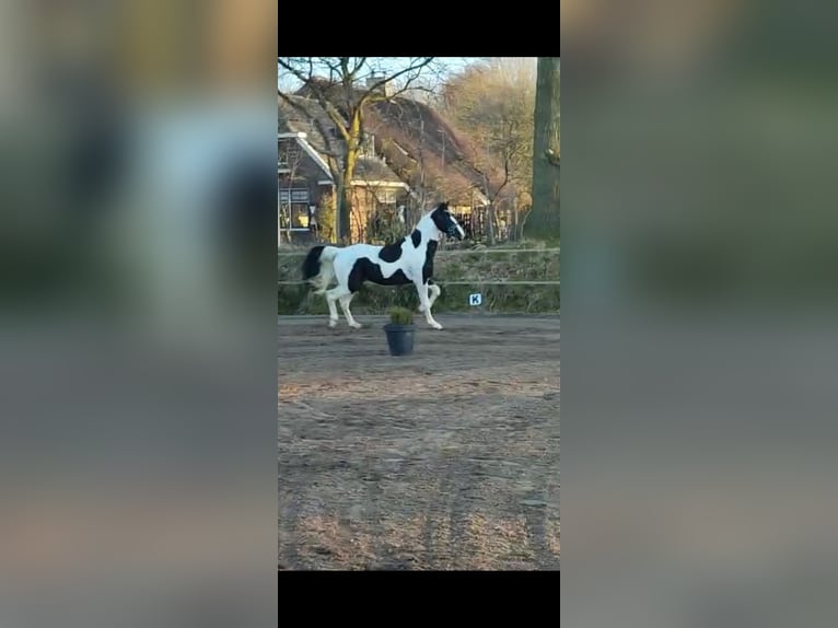 Tuigpaard Stute 5 Jahre 162 cm Rappe in Rhede