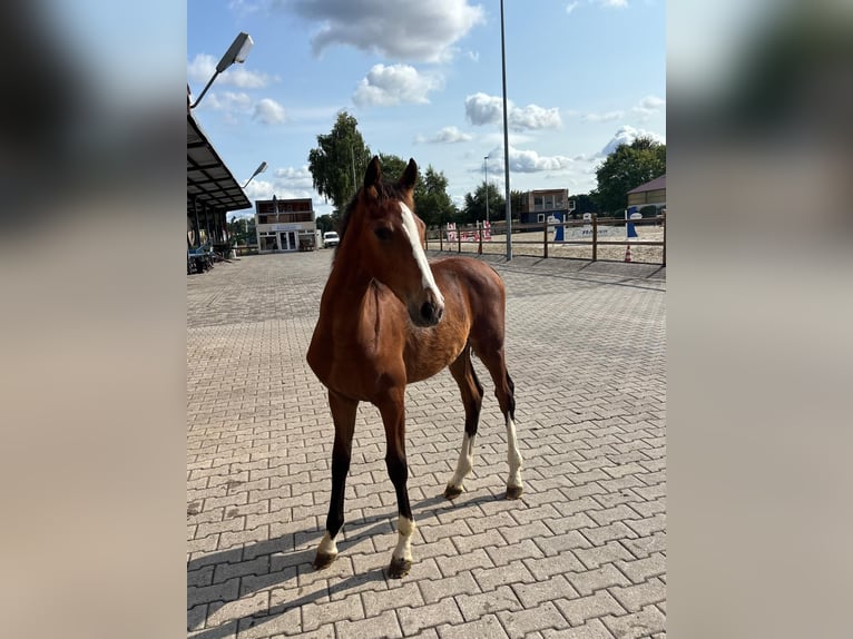 Tuigpaard Stute 6 Jahre 164 cm Brauner in Bottrop
