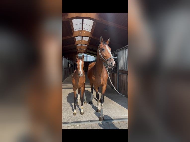 Tuigpaard Stute 6 Jahre 164 cm Brauner in Bottrop