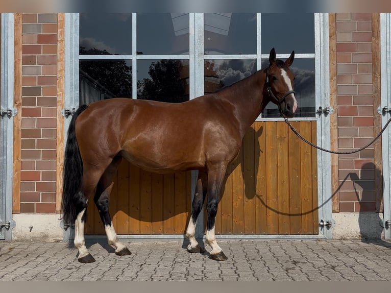 Tuigpaard Stute 6 Jahre 164 cm Brauner in Bottrop