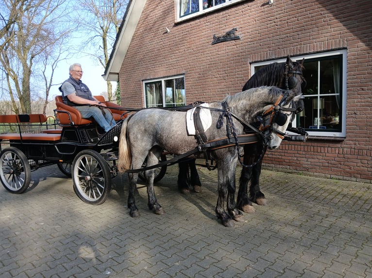 Tuigpaard Mix Wałach 3 lat 170 cm Stalowosiwy in Enschede