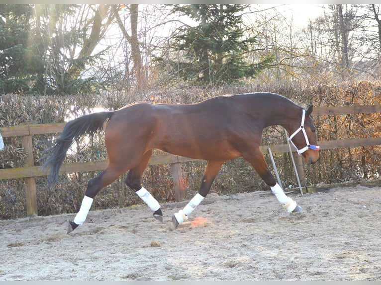 Tuigpaard Wałach 4 lat 172 cm Gniada in Prague