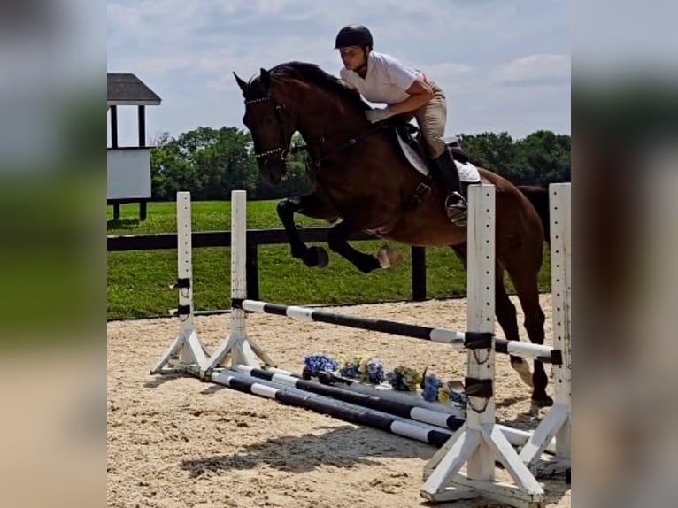 Tuigpaard Wałach 6 lat 168 cm Ciemnogniada in Lebanon