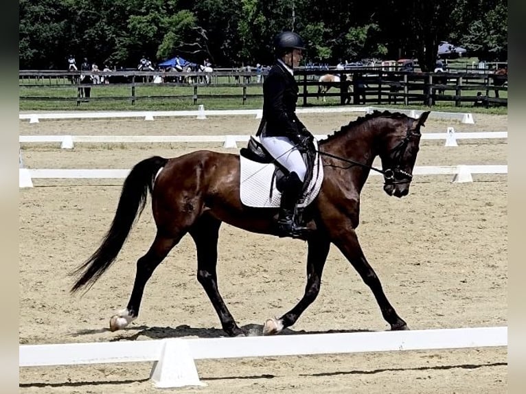 Tuigpaard Wałach 6 lat 168 cm Ciemnogniada in Lebanon