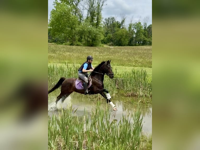 Tuigpaard Wałach 6 lat Ciemnogniada in Lebanon