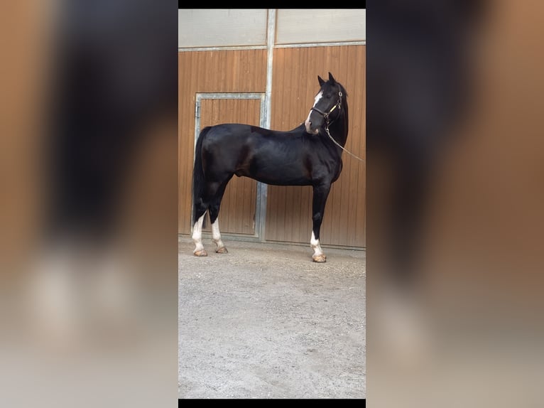 Tuigpaard Wallach 12 Jahre 168 cm Rappe in Wimpassing an der Leitha