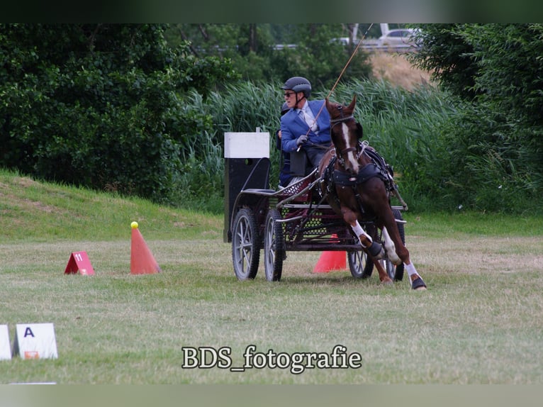 Tuigpaard Mix Wallach 14 Jahre 160 cm Fuchs in West-grafdijk