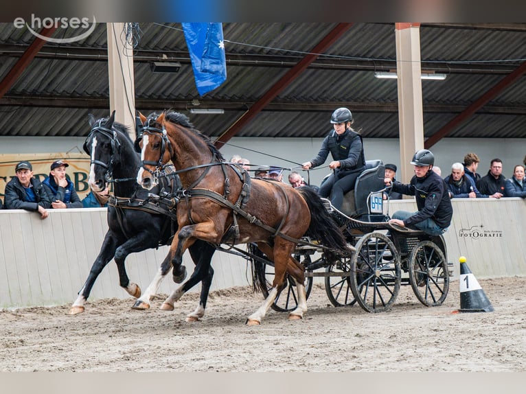 Tuigpaard Wallach 14 Jahre 166 cm Brauner in Zutendaal