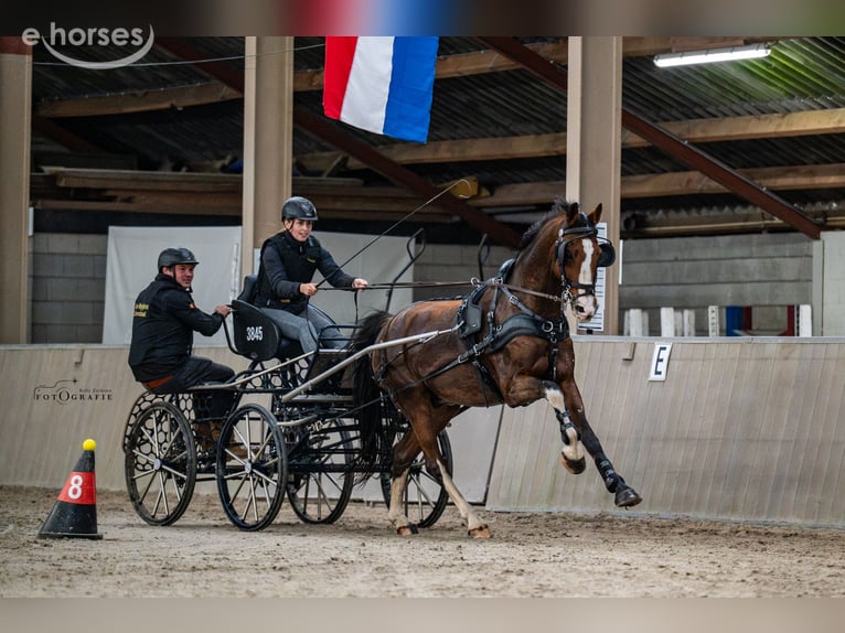 Tuigpaard Wallach 14 Jahre 166 cm Brauner in Zutendaal