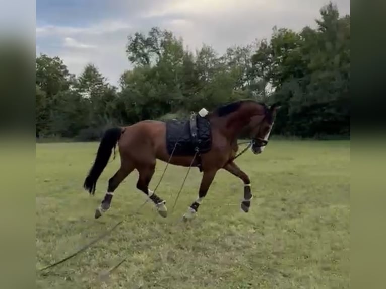 Tuigpaard Wallach 14 Jahre 168 cm Brauner in Zutendaal