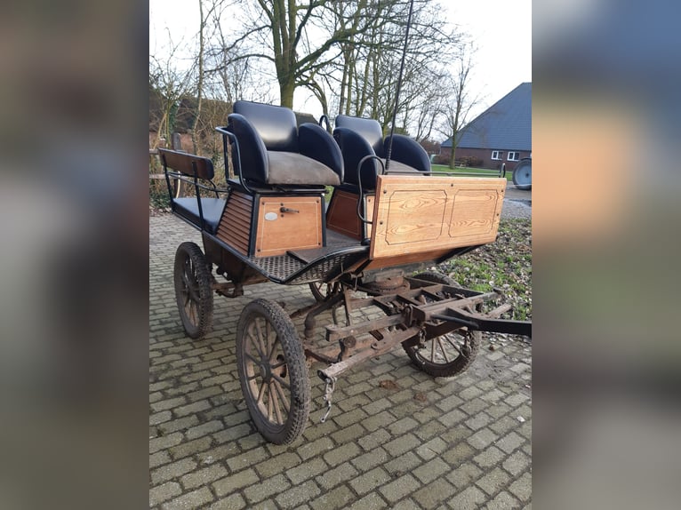 Tuigpaard Wallach 22 Jahre 165 cm Rappe in Haaren