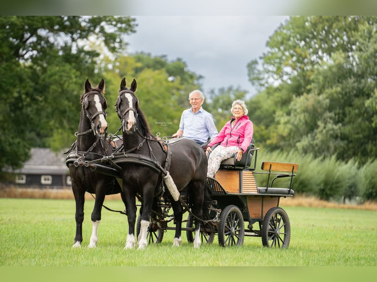 Tuigpaard Wallach 22 Jahre 165 cm Rappe in Haaren