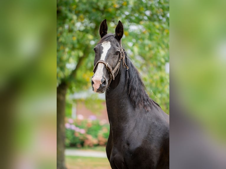 Tuigpaard Wallach 22 Jahre 165 cm Rappe in Haaren