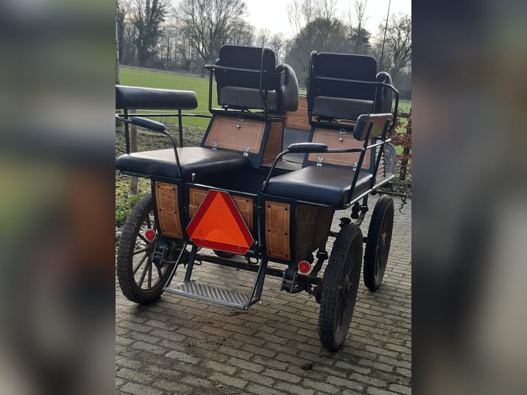 Tuigpaard Wallach 22 Jahre 165 cm Rappe in Haaren