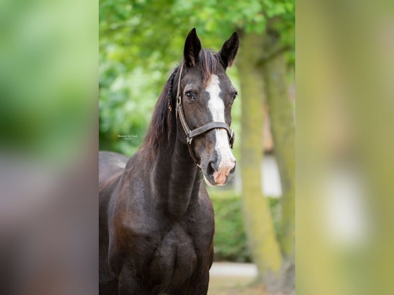 Tuigpaard Wallach 22 Jahre 165 cm Rappe in Haaren