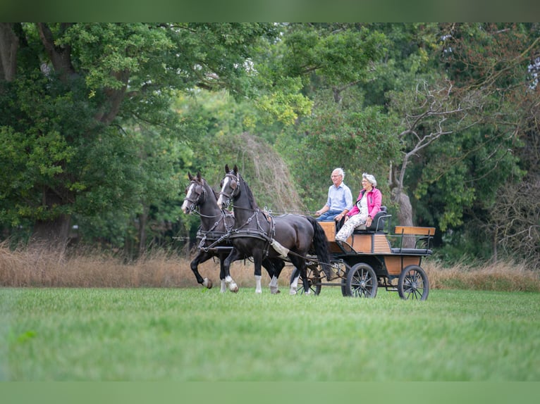 Tuigpaard Wallach 22 Jahre 165 cm Rappe in Haaren