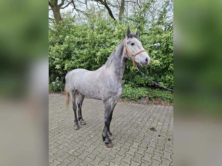 Tuigpaard Mix Wallach 3 Jahre 170 cm Blauschimmel in Enschede