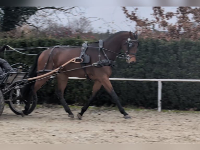 Tuigpaard Wallach 4 Jahre 172 cm Brauner in Prague