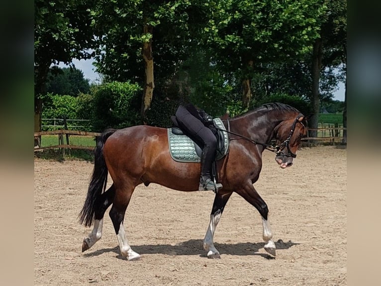 Tuigpaard Wallach 5 Jahre 162 cm Dunkelbrauner in Hoogerheide