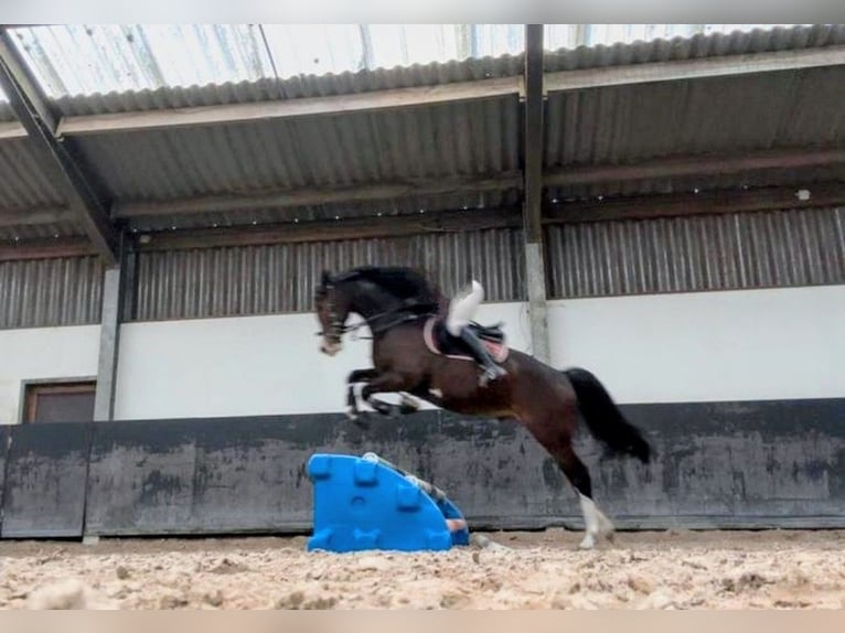 Tuigpaard Wallach 5 Jahre 162 cm Dunkelbrauner in Hoogerheide