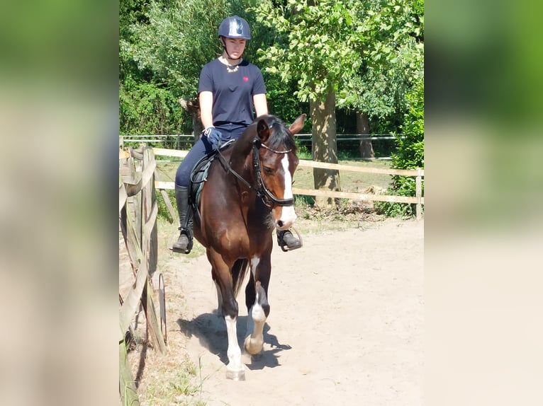 Tuigpaard Wallach 5 Jahre 162 cm Dunkelbrauner in Hoogerheide