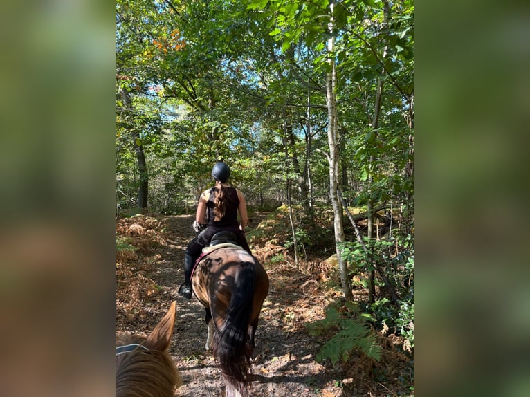 Tuigpaard Wallach 5 Jahre 162 cm Dunkelbrauner in Hoogerheide