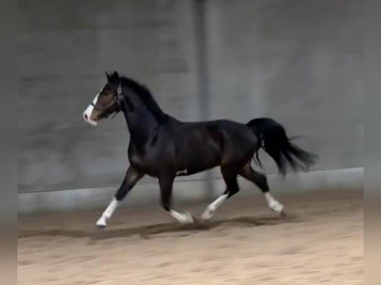 Tuigpaard Wallach 5 Jahre 162 cm Dunkelbrauner in Hoogerheide