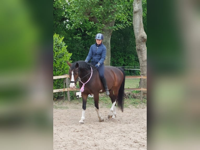 Tuigpaard Wallach 5 Jahre 162 cm Dunkelbrauner in Hoogerheide