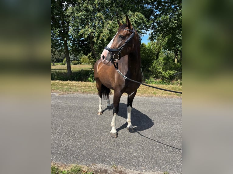 Tuigpaard Wallach 5 Jahre 162 cm Dunkelbrauner in Hoogerheide