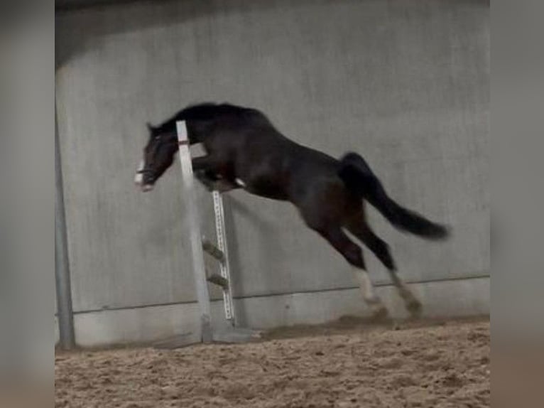 Tuigpaard Wallach 5 Jahre 162 cm Dunkelbrauner in Hoogerheide