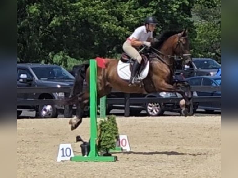 Tuigpaard Wallach 6 Jahre 168 cm Dunkelbrauner in Lebanon