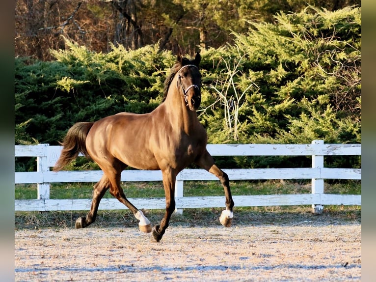 Tuigpaard Wallach 6 Jahre 168 cm Dunkelbrauner in Lebanon